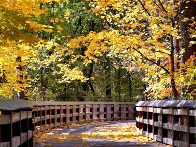 осень, дорожка мостик