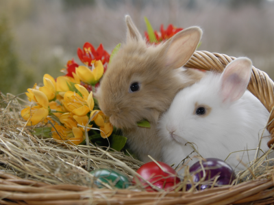 солома, кролики, крашенки, животные, цветы