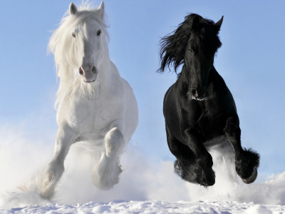 черный, белый, зима, лошади, пара