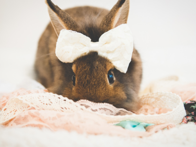 кролик, by tinyteaparty, бантик