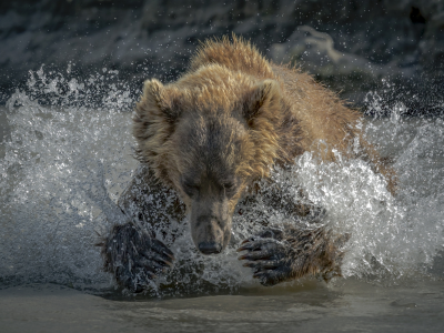 брызги, вода, медведь