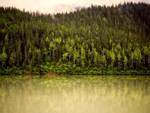 лес, река, деревья, туман, горы, зелень, аляска