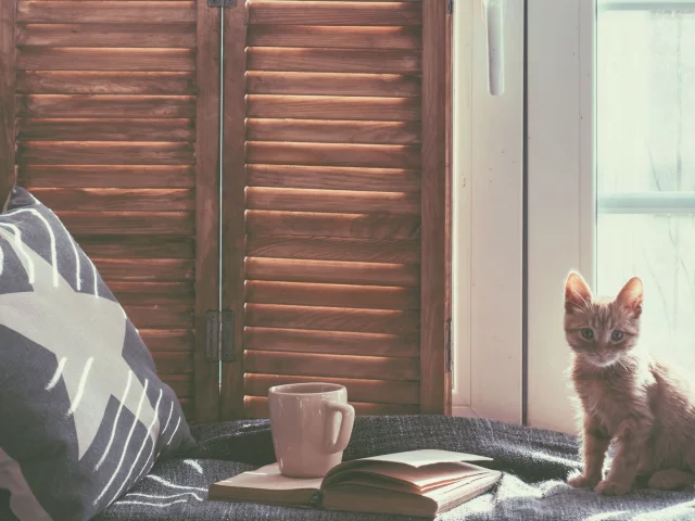 кот, книга, кровать, подушка, котёнок, окно, кружка, комната, кошка