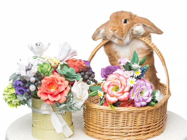 rabbit, happy, кролик, eggs, spring, flowers, цветы