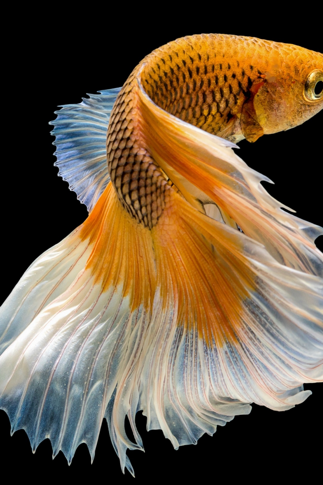 рыбка, хвост, цвет