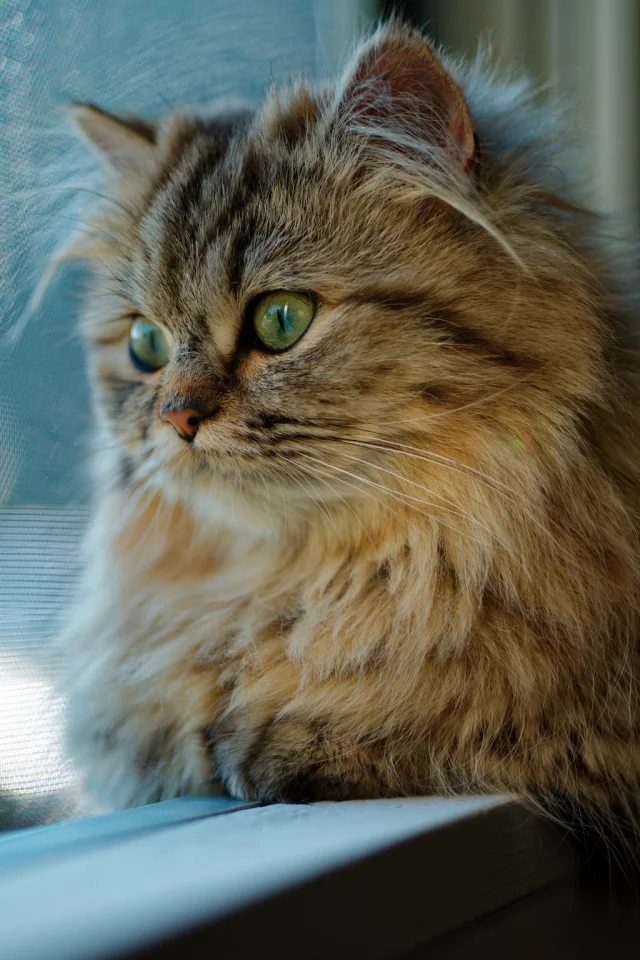 кот, окно, взгляд, кошка
