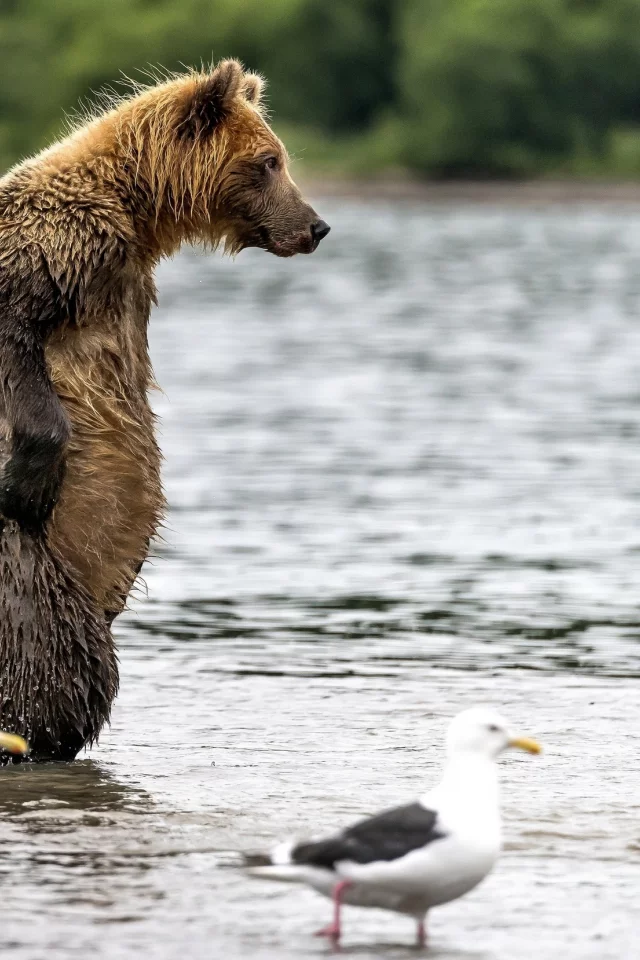 вода, мокрый, медведь