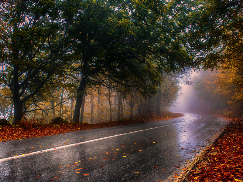 осень, дорога, лес, туман