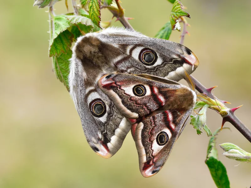 мотыльки, макро