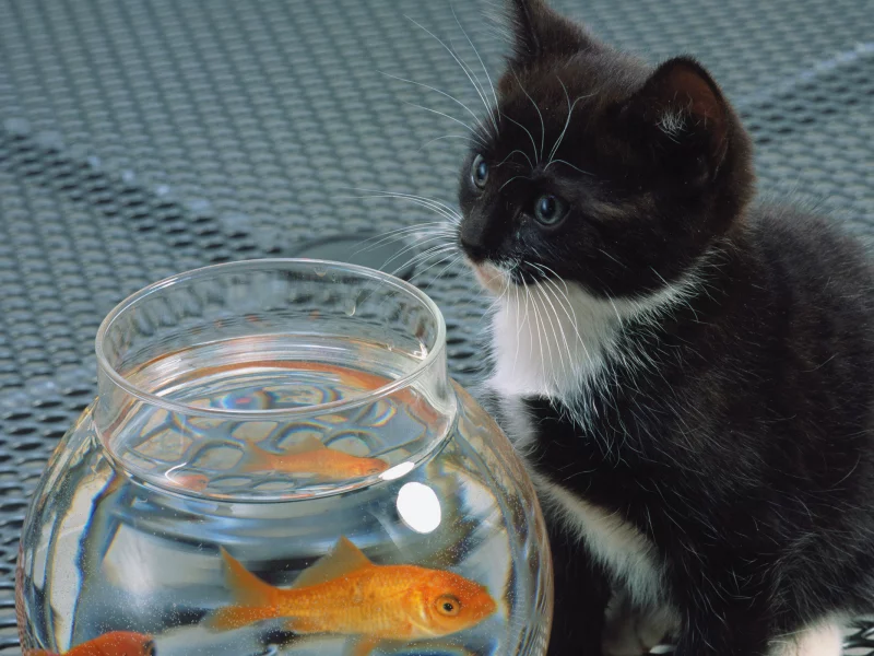 кошка, cat, белый, котенок, черный, рыба, аквариум, кот