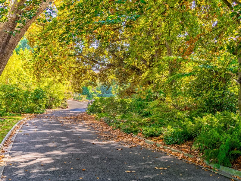 осень, солнце, parks, trees, autumn, roads, деревья, дорога, elbourne, парк, ельбурн, foliage