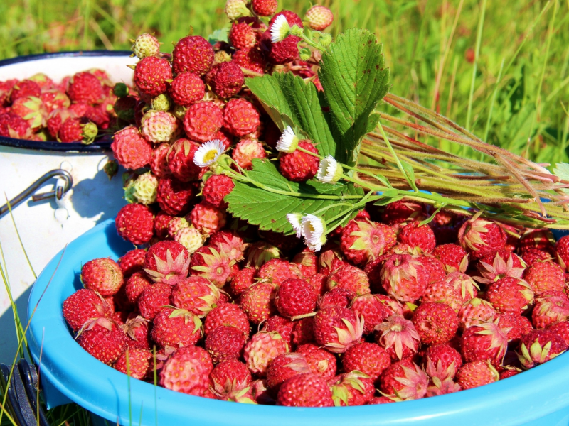 листья, ягоды, земляника, strawberry, лето