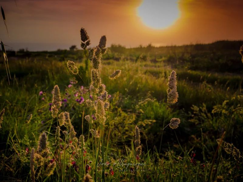 природа, красота