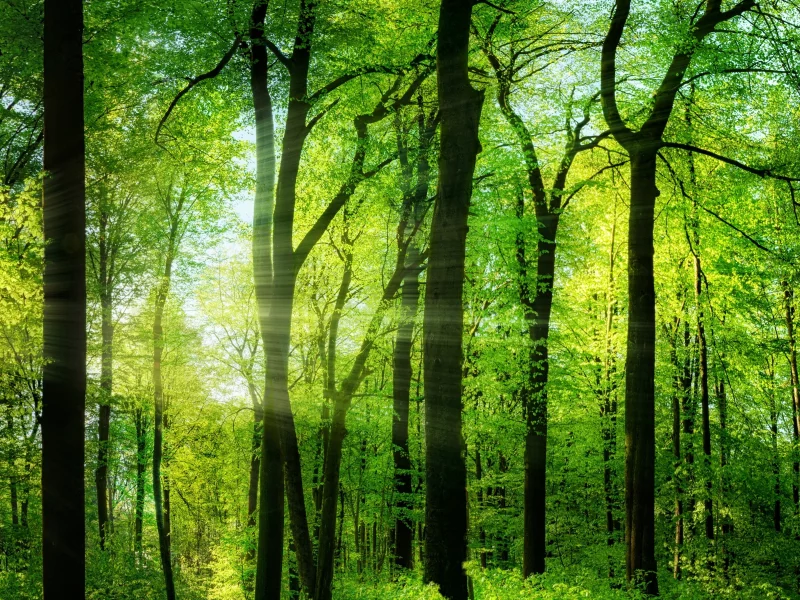 природа, красота