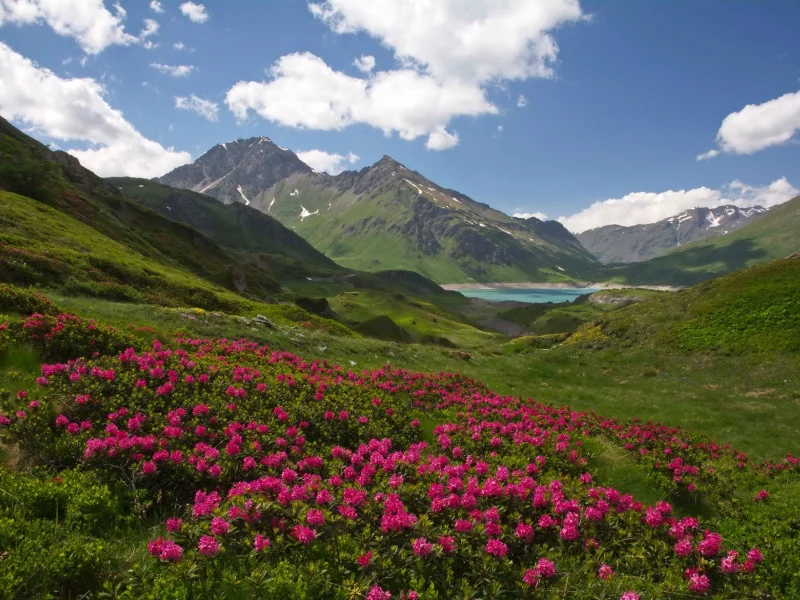 солнечно, цветы