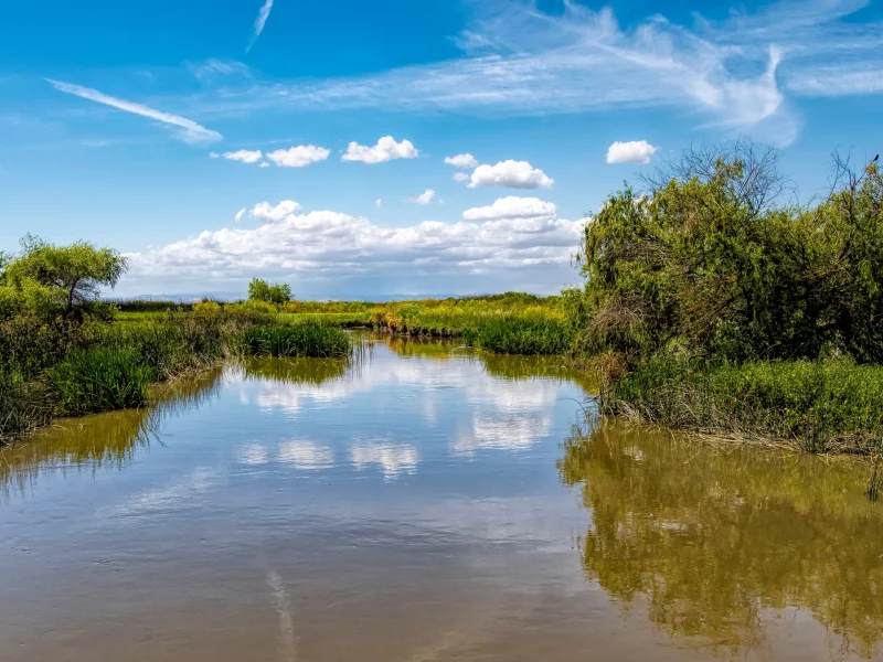 трава, небо, солнце, зелень, водоём, кусты