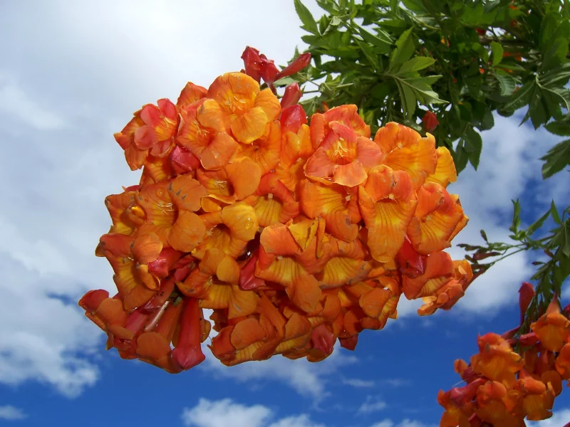 кампсис, цветы, оранжевые