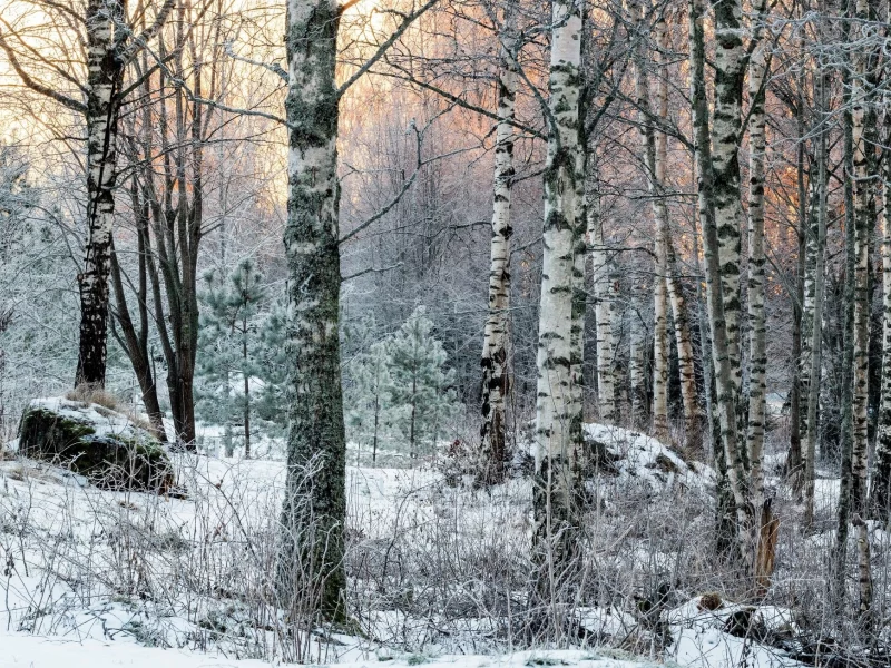 природа, красота
