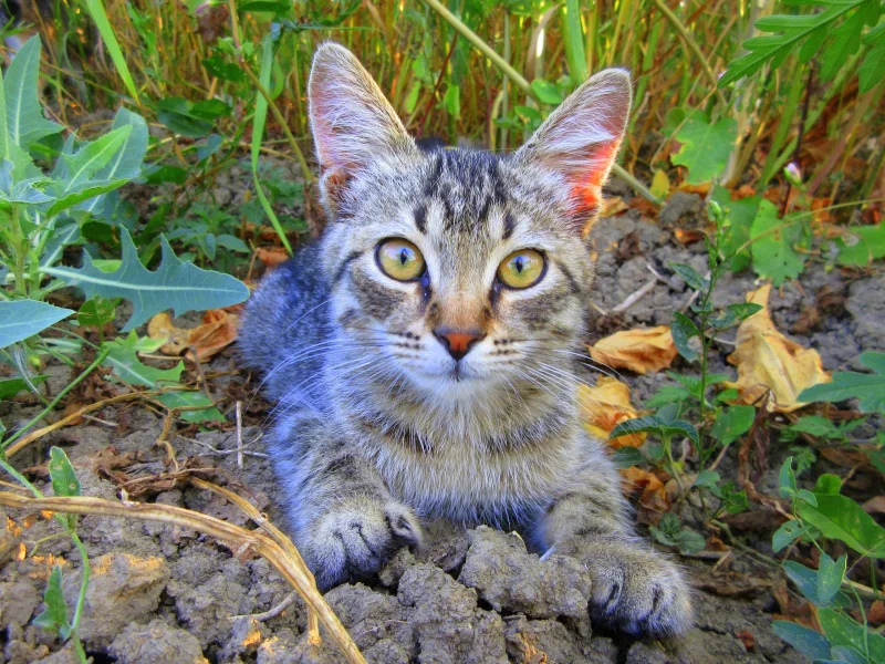 кот, котёнок