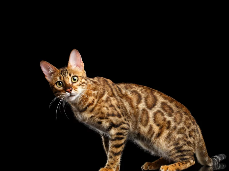 бенгальская, кошка