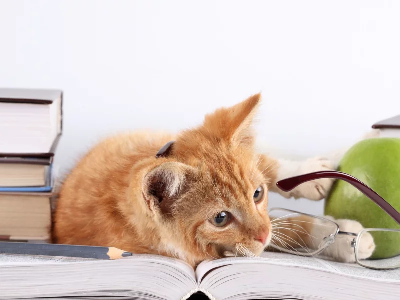 кошка, лежит, книги, карандаш, рыжий, яблоко, очки, кот