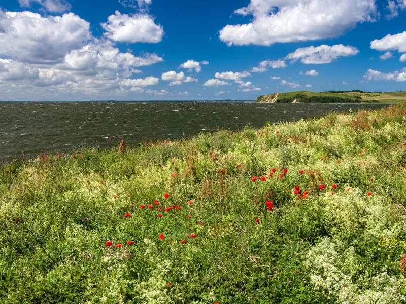облака, горизонт, небо, солнце, маки, море, побережье, германия, трава, цветы