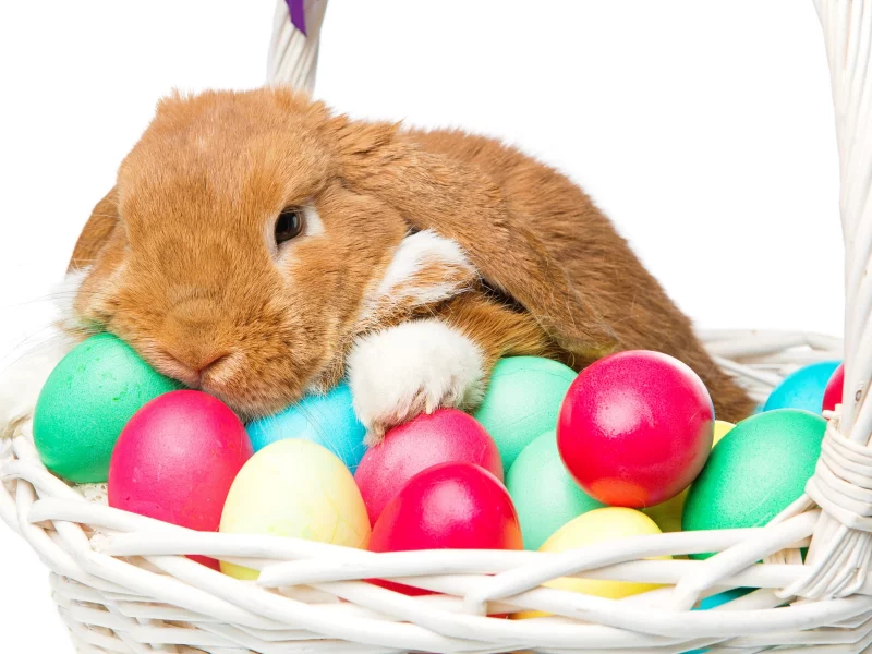 rabbit, happy, кролик, eggs, spring, flowers, цветы