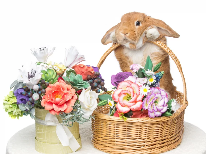 rabbit, happy, кролик, eggs, spring, flowers, цветы