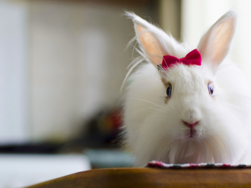 кролик, белый, rabbit, милый, bunny, красивая, пушистый, заец, бантик, fluffy