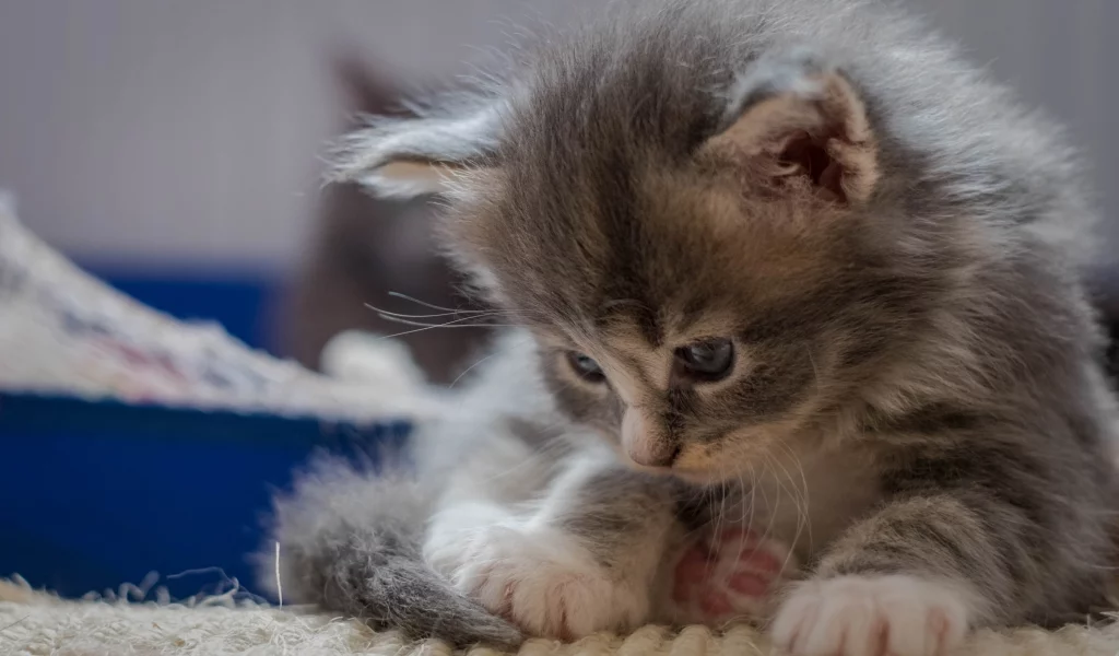 котёнок, малыш, лапки, мейнкун