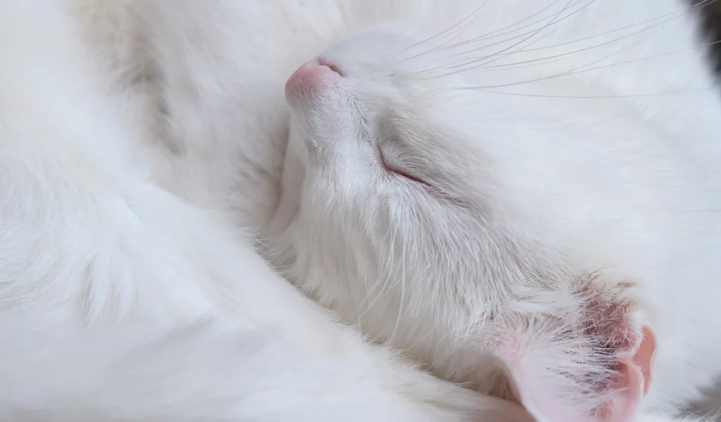 кошка, макро, фон