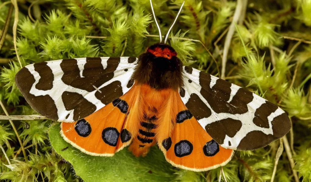 мотылёк, garden tiger, great tiger moth