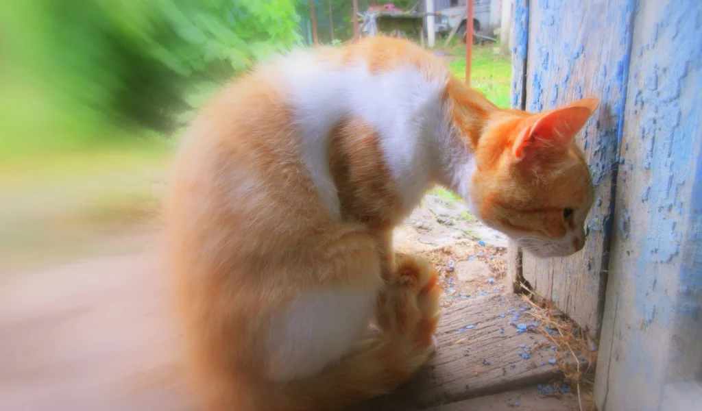 кот, рыжий