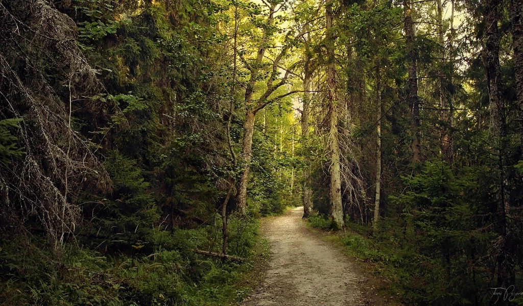 лес, forest, path, rays, green, nature, landscapes, trees, forest, trail, woods, leaves, fence, sunrise, sun, summer, wide