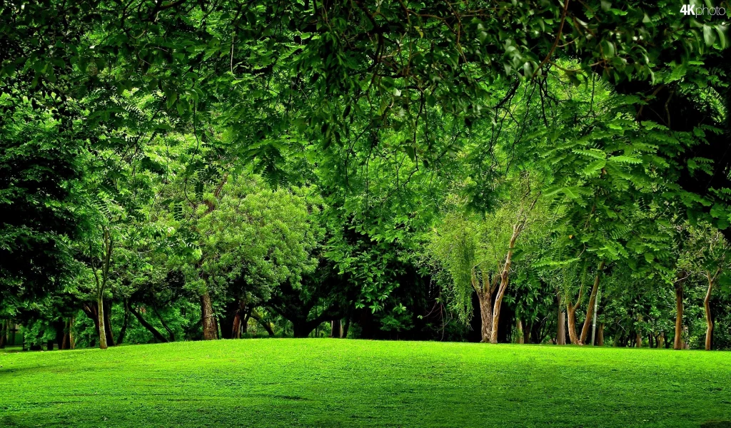лес, trees, meadow, forest, path, moss, fallen, park, green, nature, landscapes, trees, forest, trail, woods, leaves, fence, sunrise, see, dark, summer, wide