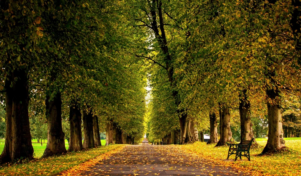 лес, grass, forest, autumn, trees, hdr, park, leaves, walk, road, fallen, park, green, nature, landscapes, trees, forest, trail, woods, leaves, fence, sunrise, see, dark, summer, wide