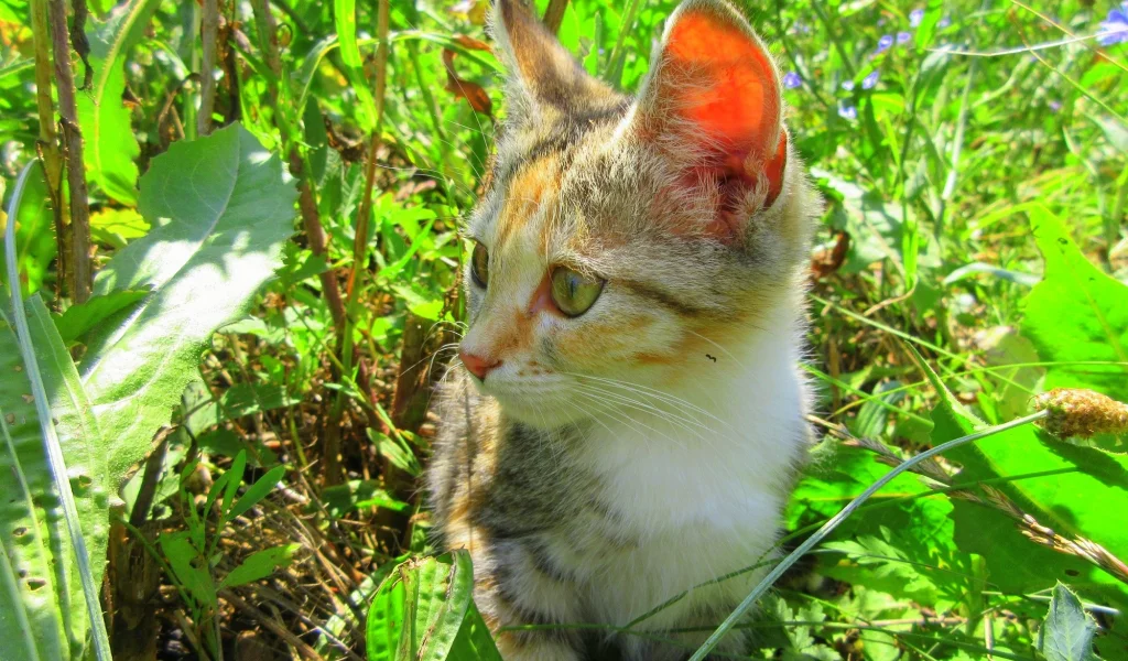 кошка, трава