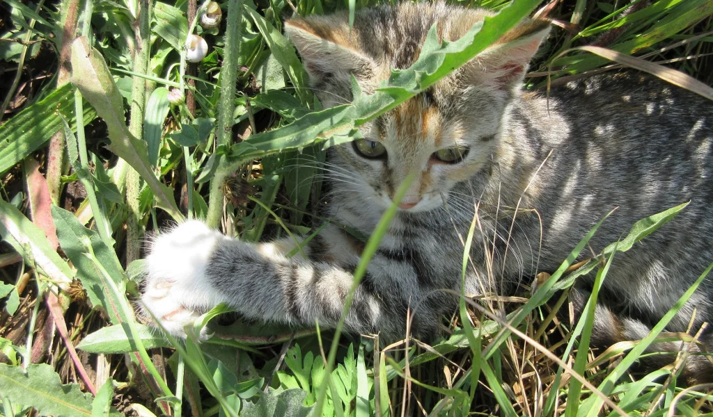 кошка, трава