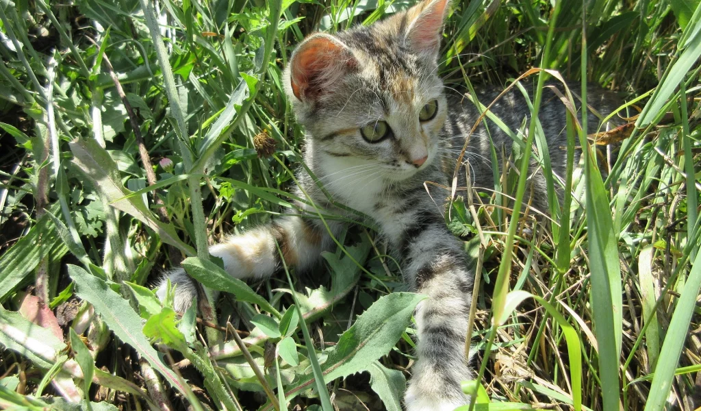 кошка, луг