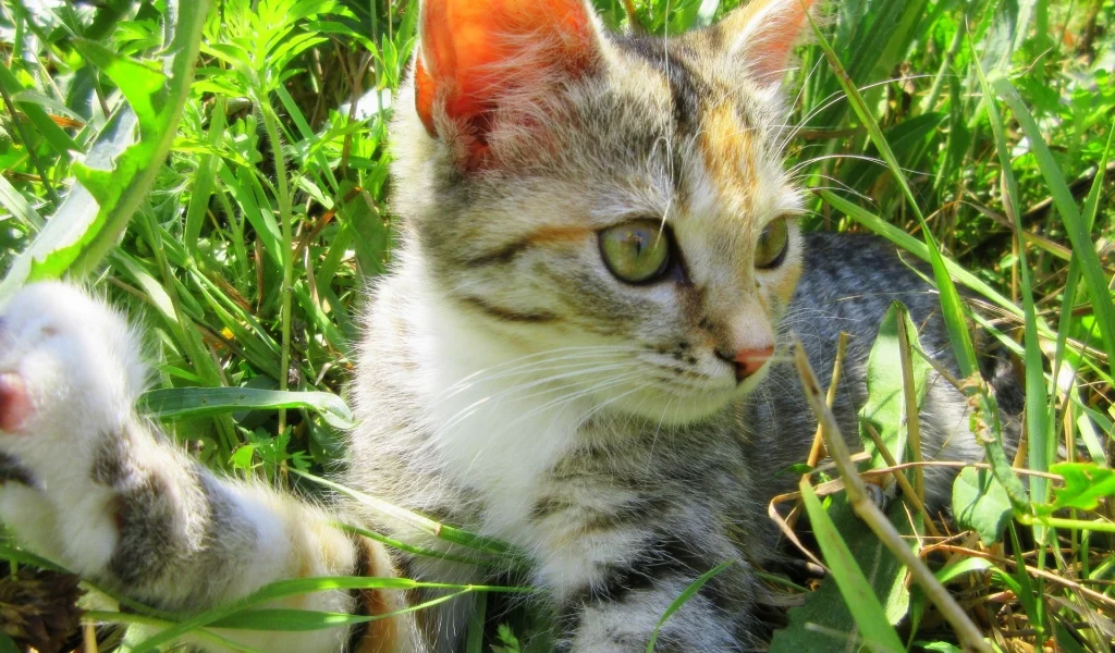 кошка, луг