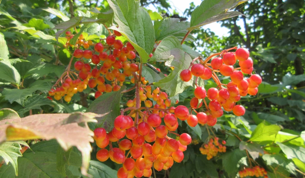 калина, листья