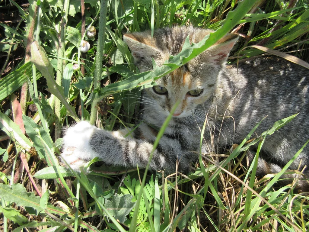 кошка, трава