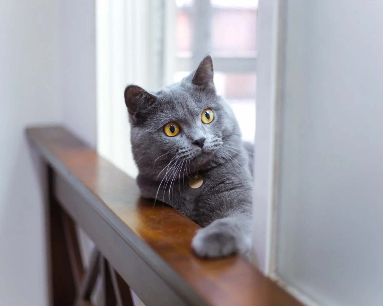кошка, взгляд, фон