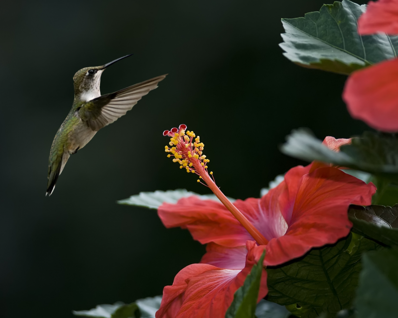 цветок, птица, фокус, колибри, гибискус