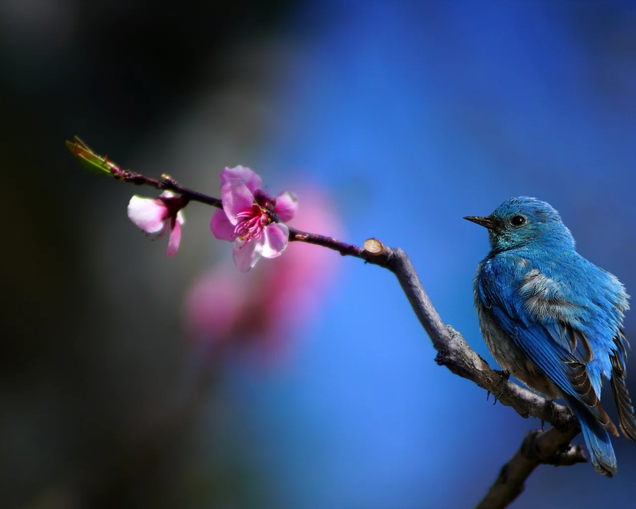 цветок, ветка, колибри, hummingbird