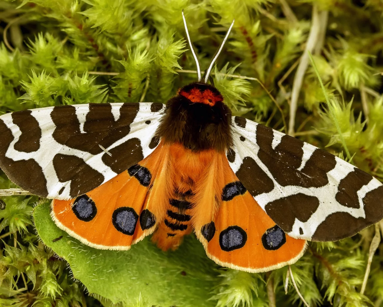 мотылёк, garden tiger, great tiger moth