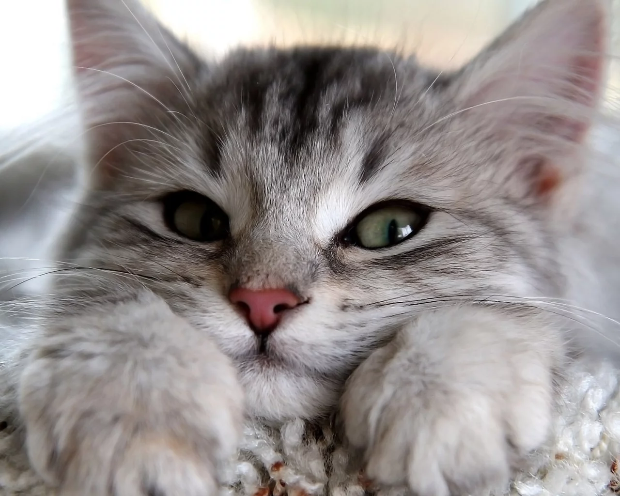 кошка, глаза, кот, взгляд, серый, лапы, уши, смотрит