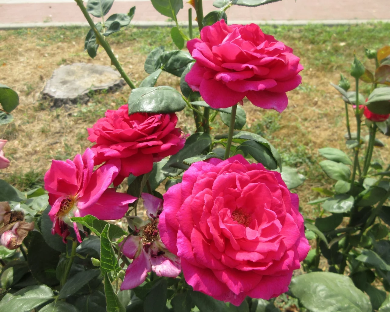 розы, розовые