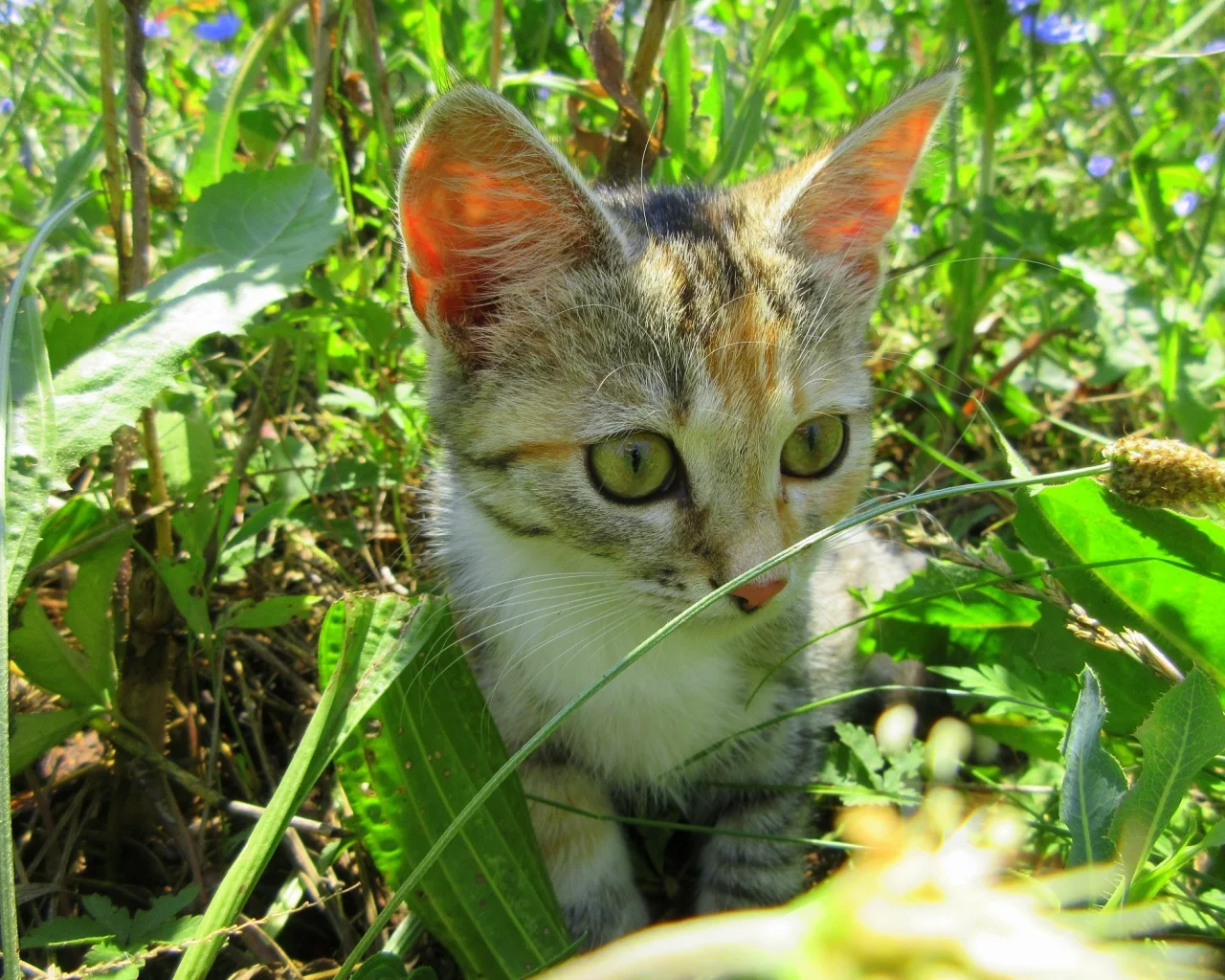 кошка, трава