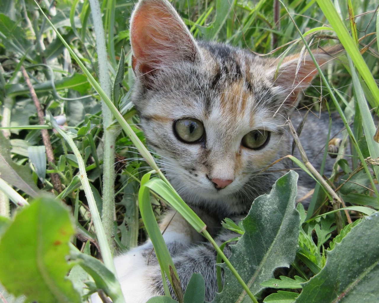 кошка, трава